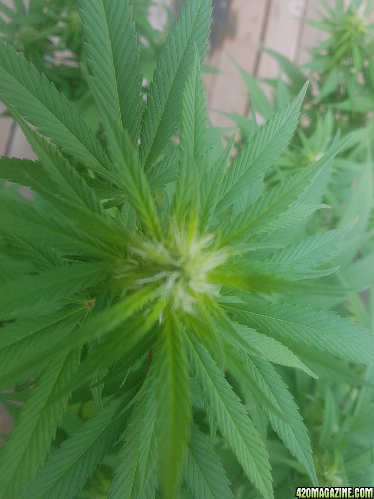 One week old flower looks pretty to me