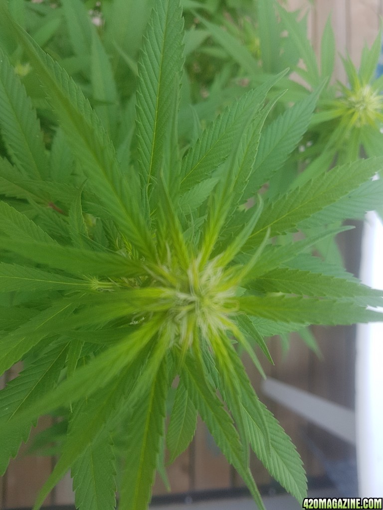 One week olf flower