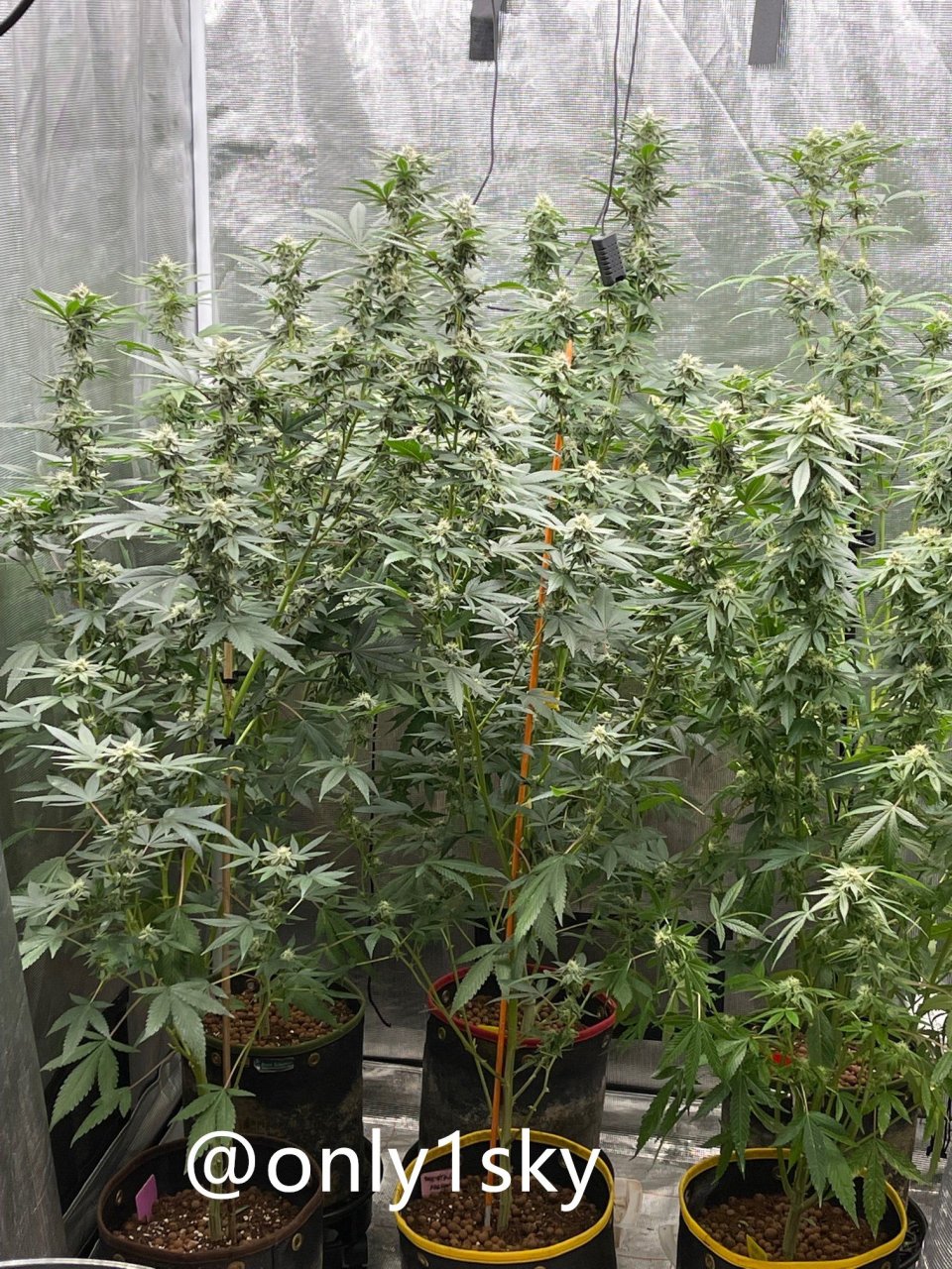 only1sky-grow-with-medic-grow-fold-8-day-35-into-flower.jpg