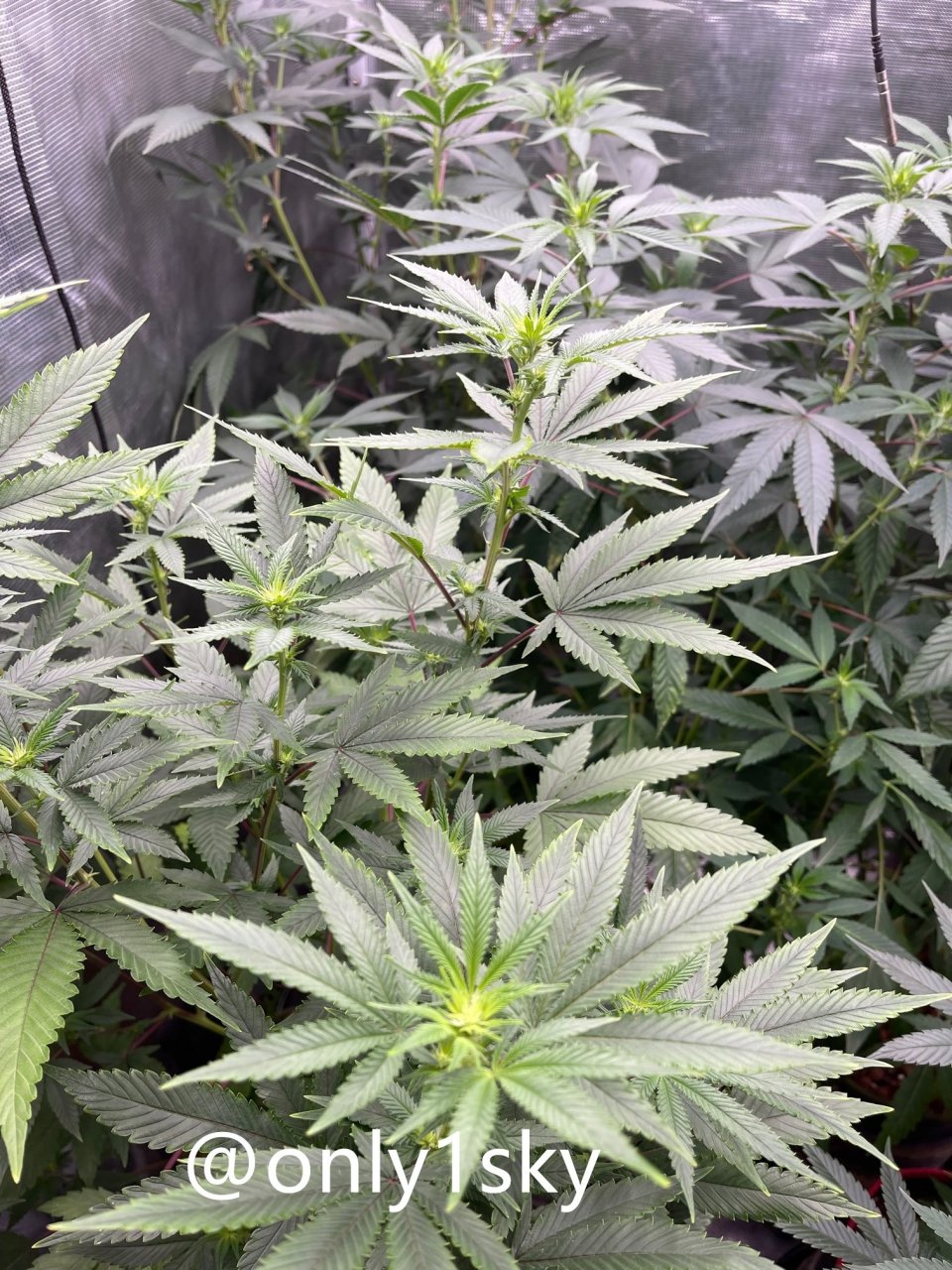 only1sky-grow-with-medic-grow-fold-8-into-flower-1.jpg