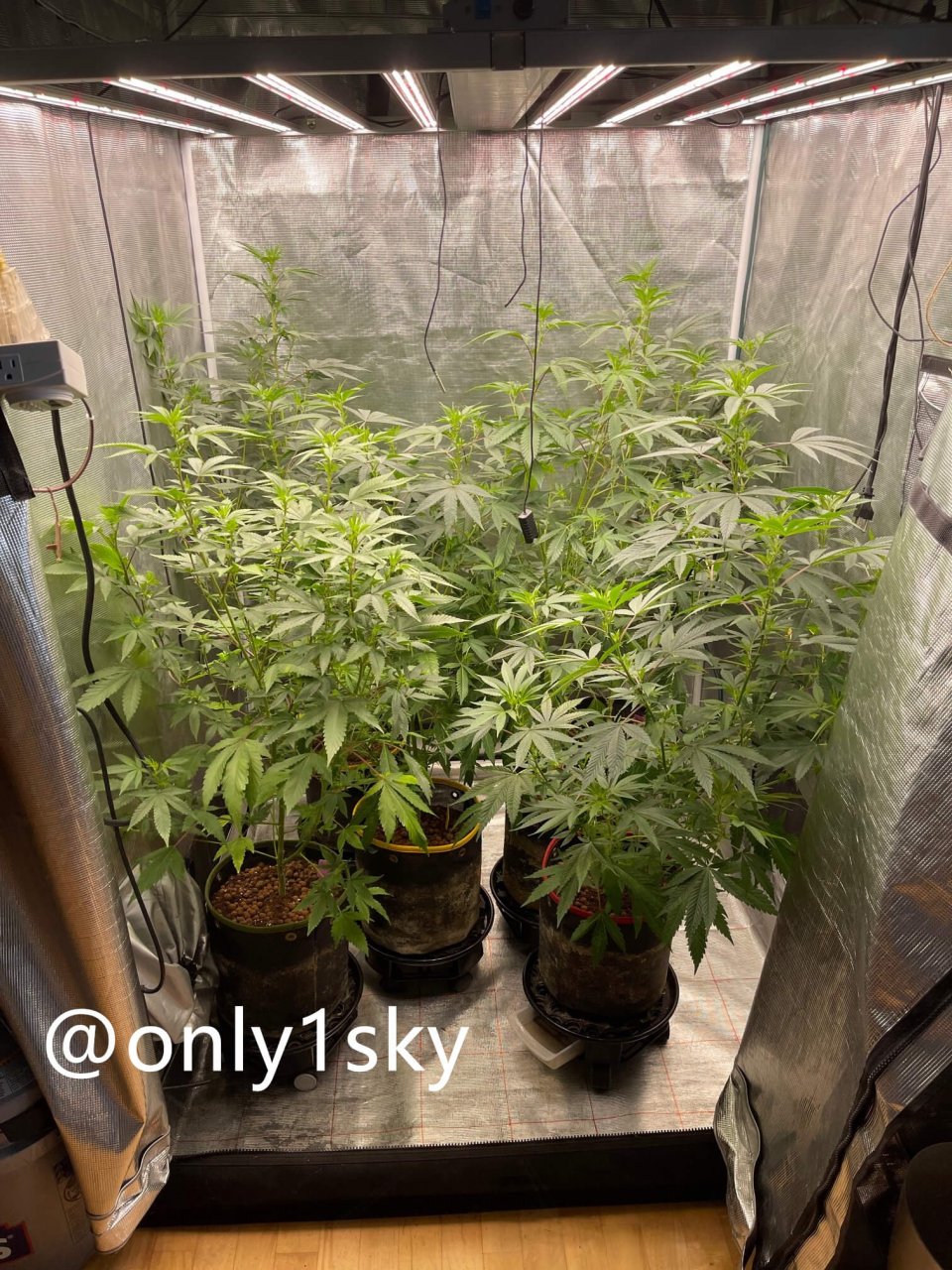 only1sky-medic-grow-fold-8-review-5.jpg