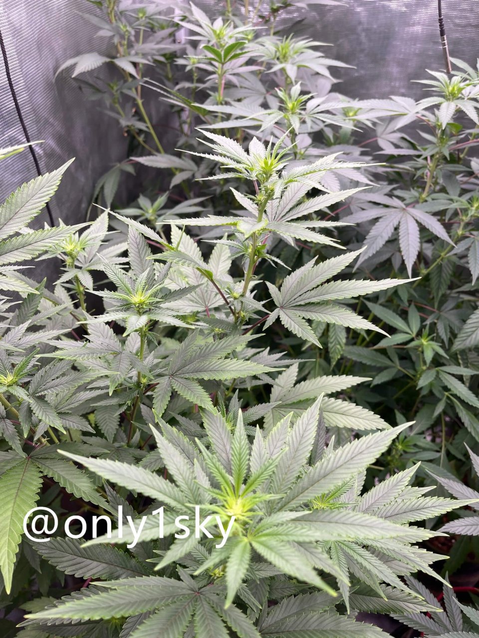 only1sky-medic-grow-fold-8-review-7.jpg