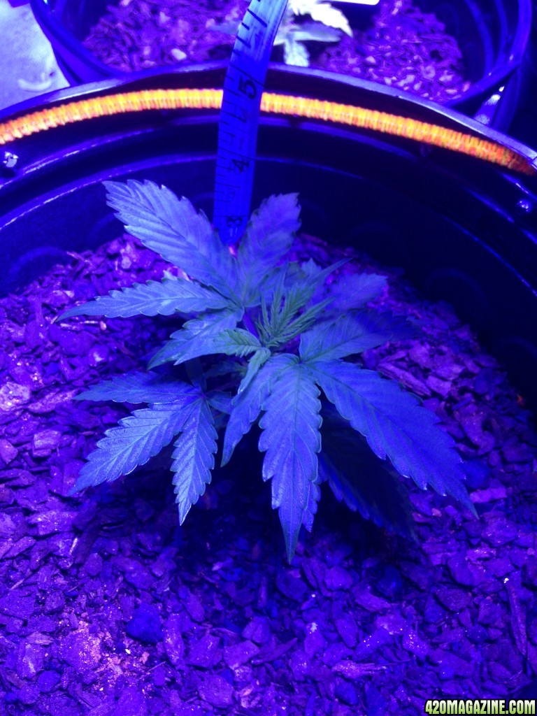 orange 29days