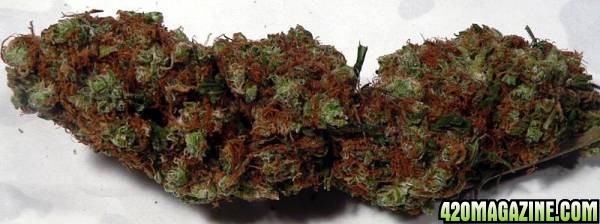 Orange Bluberry Hybrid