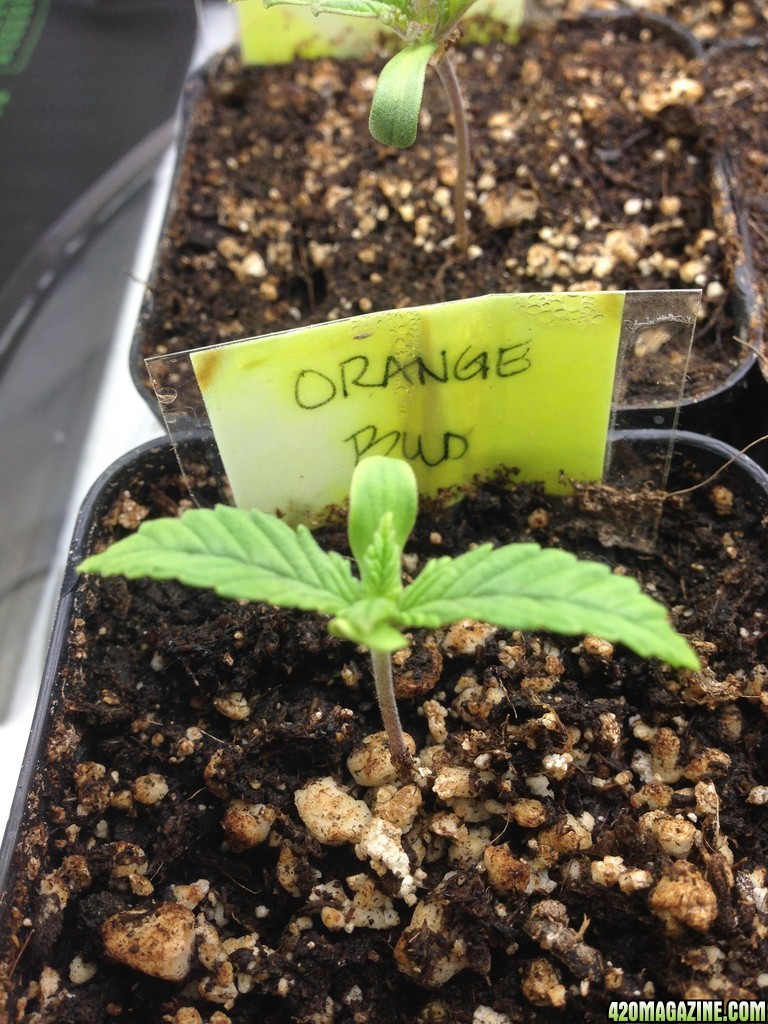 Orange Bud #2 seedling in two inch pot