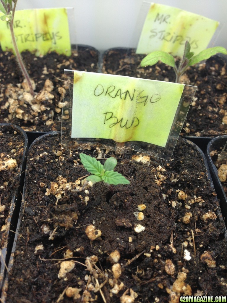 Orange Bud #2 seedling in two inch pot