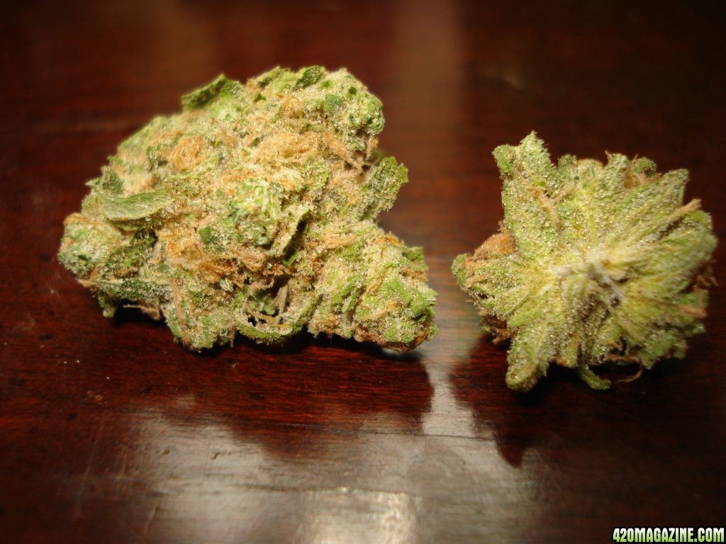 ORANGE COUTY BLUE DREAM