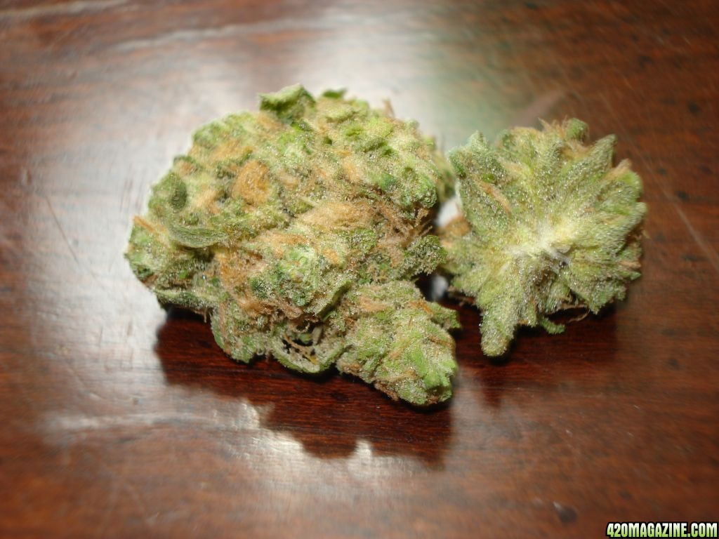 ORANGE COUTY BLUE DREAM