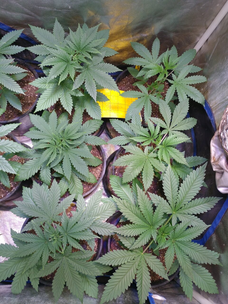 Orange Fruity Pebbles OG straing genetics and seed project (6).jpg