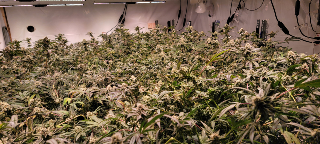 Orange Hill Genetics