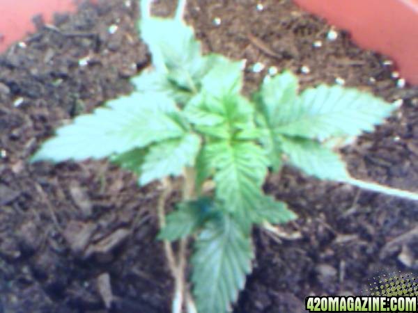 Orange Kush LST