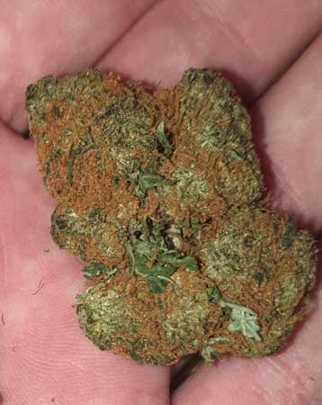 orange-pgr-bud-dense-sm.jpg