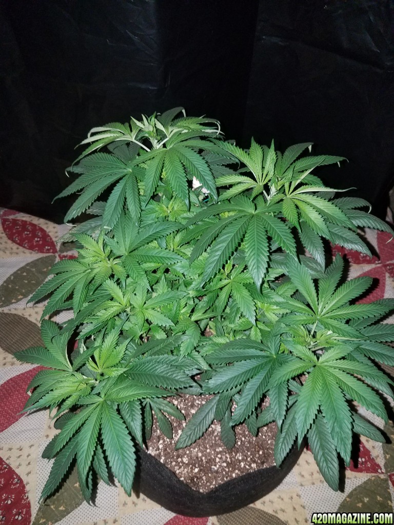 Organic 55 days old hindu kush