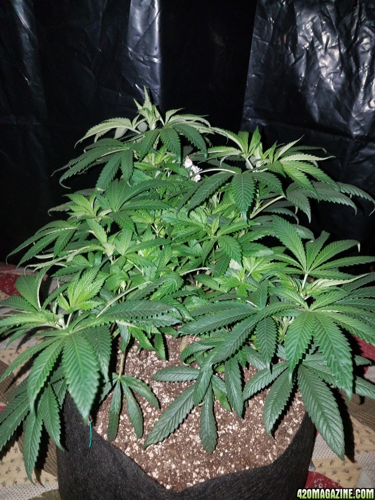 Organic 55 days old hindu kush