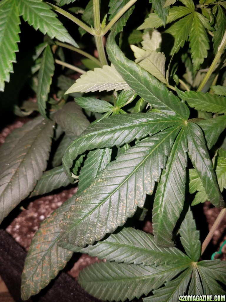 Organic 55 days old hindu kush