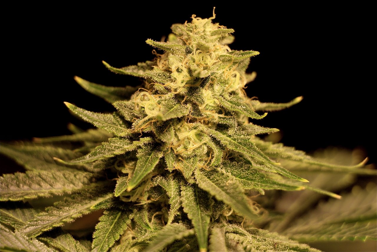 Organic AK-47 x Grand Daddy Purple-Pheno #1/Day 48 of Flowering