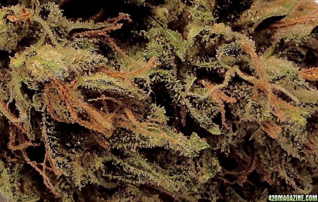 Organic AK-47 x Grand Daddy Purple-Pheno #3/Macro Shot