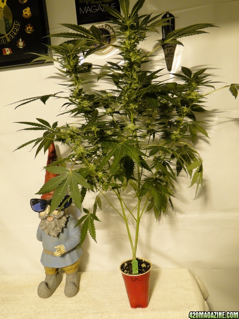 Organic AK-47 x Grand Daddy Purple Solo Cup Grow-Pheno #1