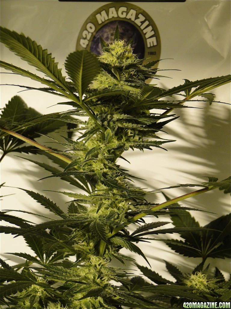 Organic AK-47 x Grand Daddy Purple Solo Cup Grow-Pheno #1