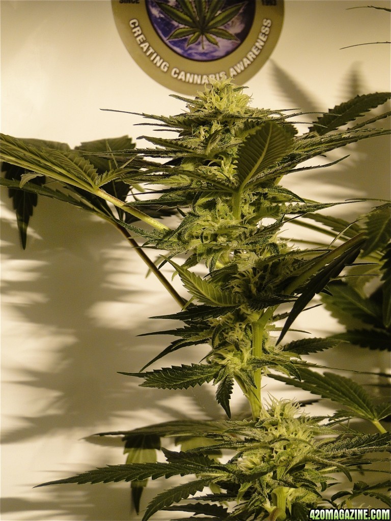 Organic AK-47 x Grand Daddy Purple Solo Cup Grow-Pheno #1