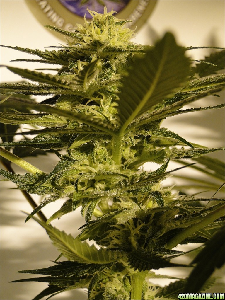 Organic AK-47 x Grand Daddy Purple Solo Cup Grow-Pheno #1