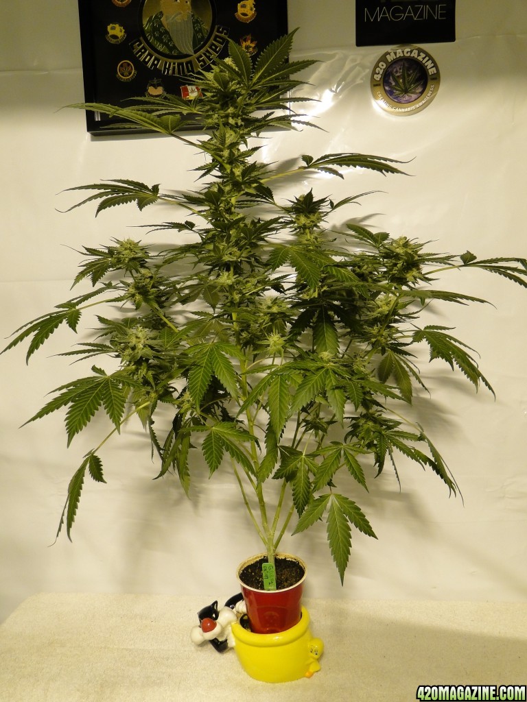 Organic AK-47 x Grand Daddy Purple Solo Cup Grow-Pheno #1