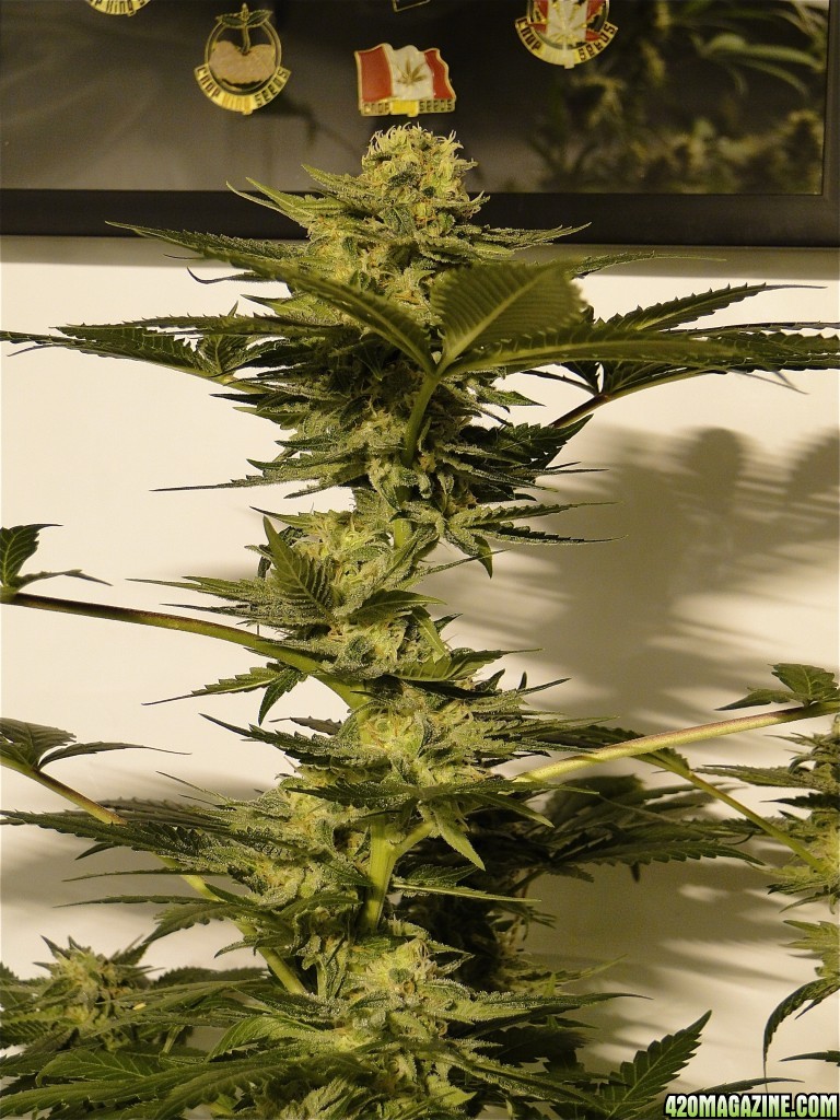 Organic AK-47 x Grand Daddy Purple Solo Cup Grow-Pheno #1