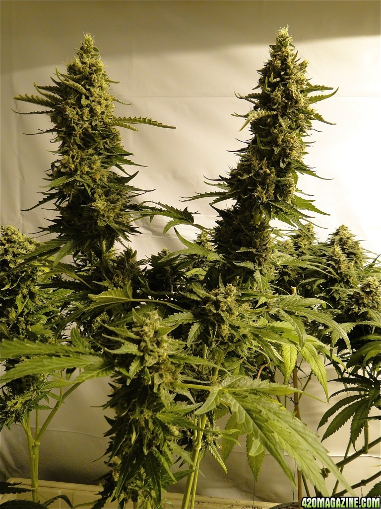 Organic Bubba Kush x Grand Daddy Purple-Pheno #1