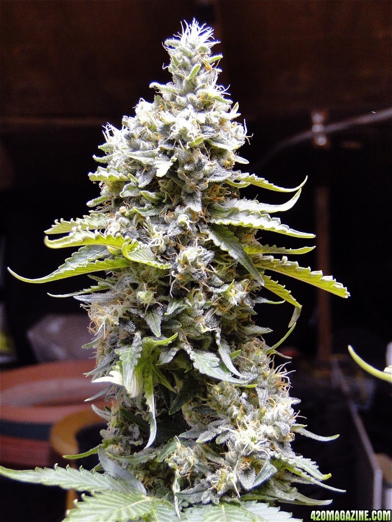 Organic Bubba Kush x Grand Daddy Purple-Pheno #1