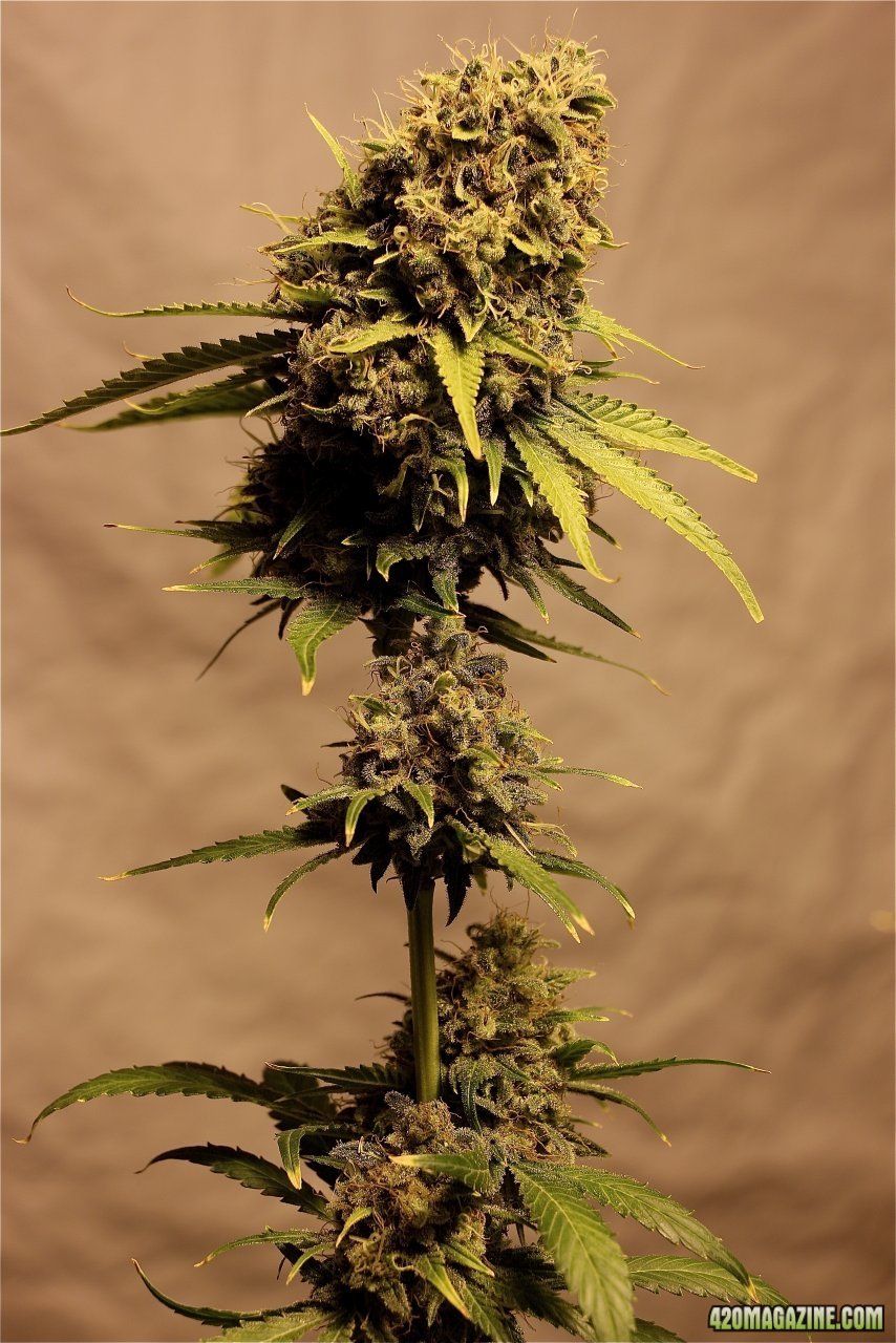 Organic Bubba Kush x Grand Daddy Purple-Pheno #2