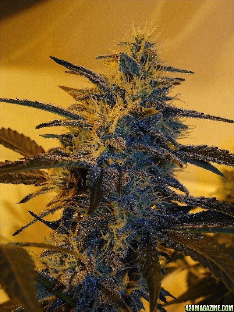 Organic Bubba Kush x Grand Daddy Purple-Pheno #6