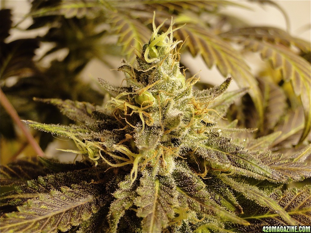 Organic Bubba Kush x Grand Daddy Purple Solo Cup Plant-Pheno #1