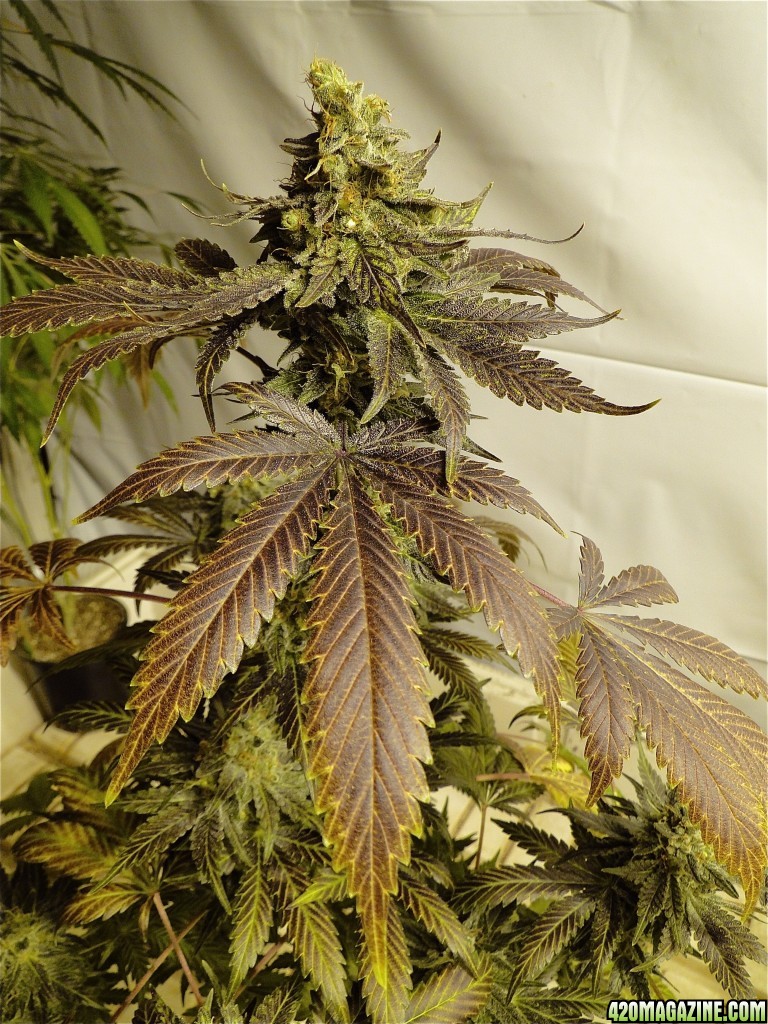 Organic Bubba Kush x Grand Daddy Purple Solo Cup Plant-Pheno #1