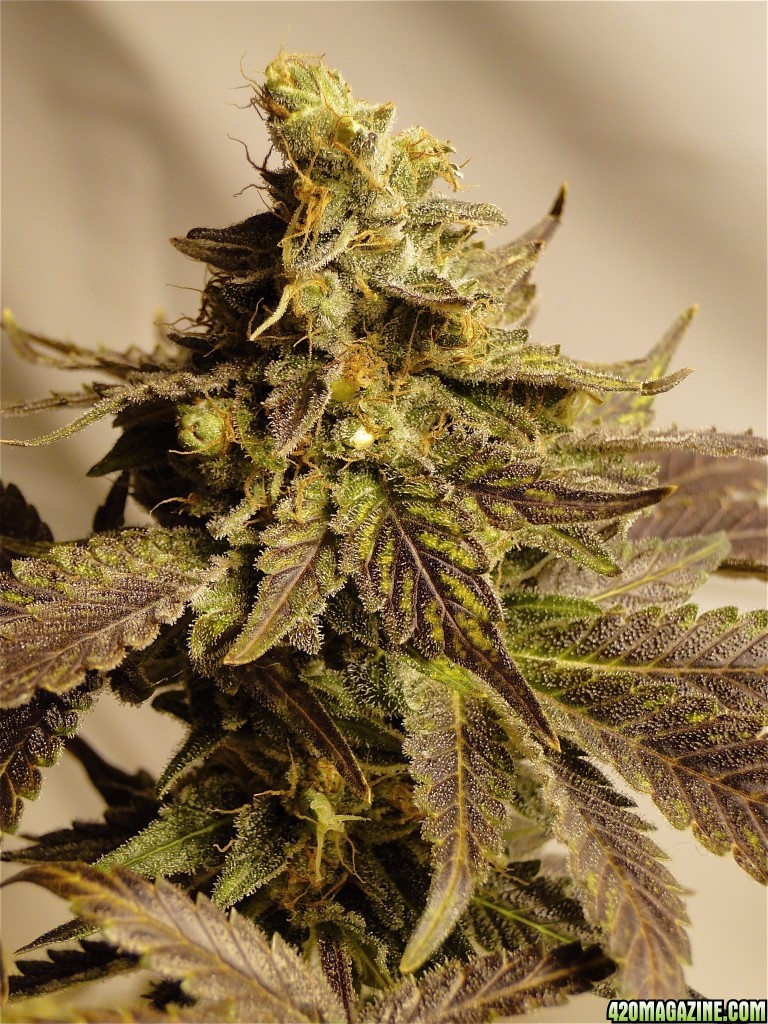 Organic Bubba Kush x Grand Daddy Purple Solo Cup Plant-Pheno #1