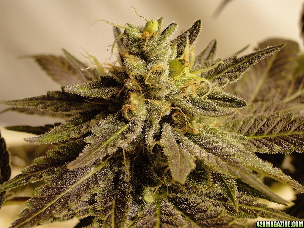 Organic Bubba Kush x Grand Daddy Purple Solo Cup Plant-Pheno #1