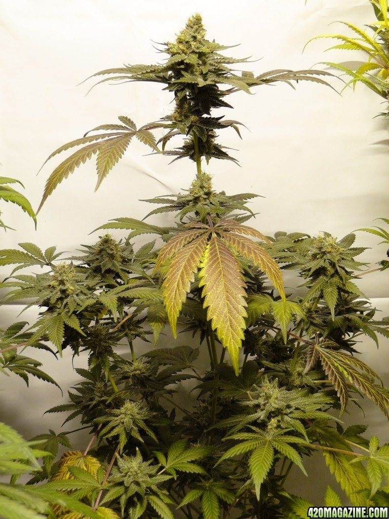 Organic Bubba Kush x Grand Daddy Purple Solo Cup Plant-Pheno #6