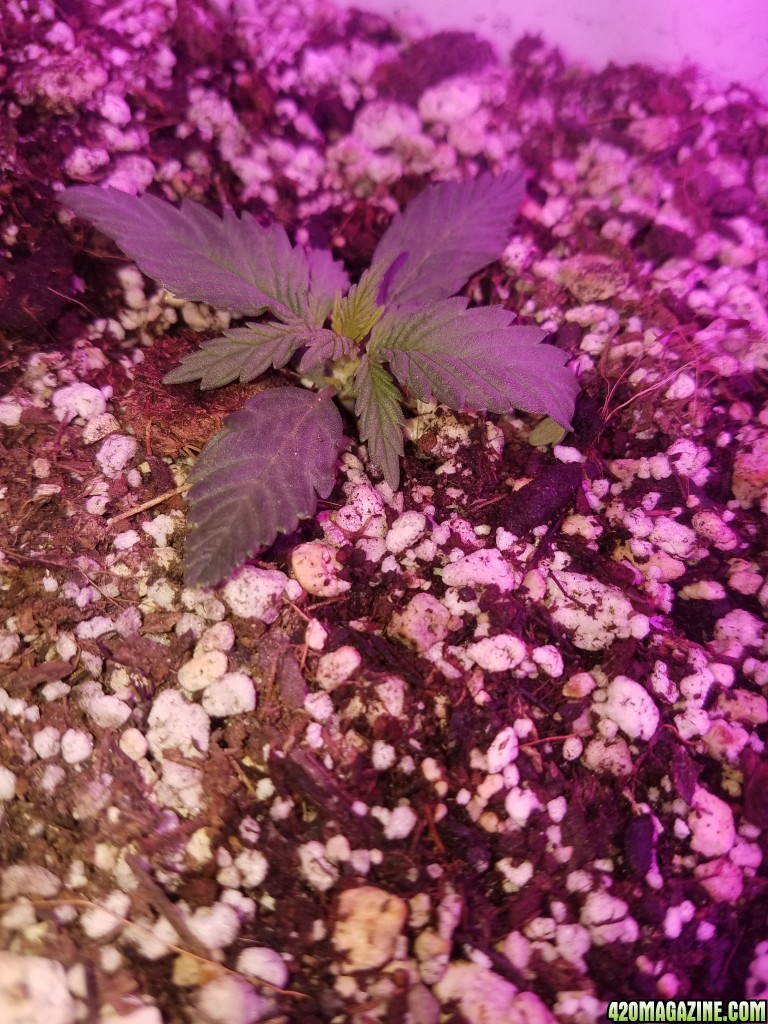 Organic cks blueberry auto fem