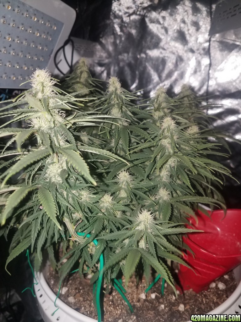 organic e.v 36 days into flower