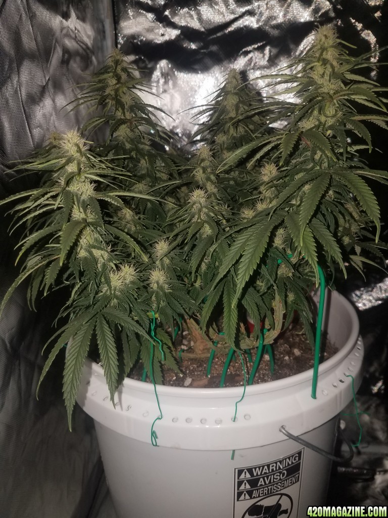 Organic early vixen 36 days in flower