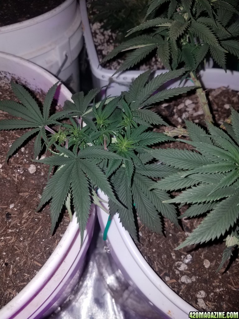 Organic early vixen fem (from cks)