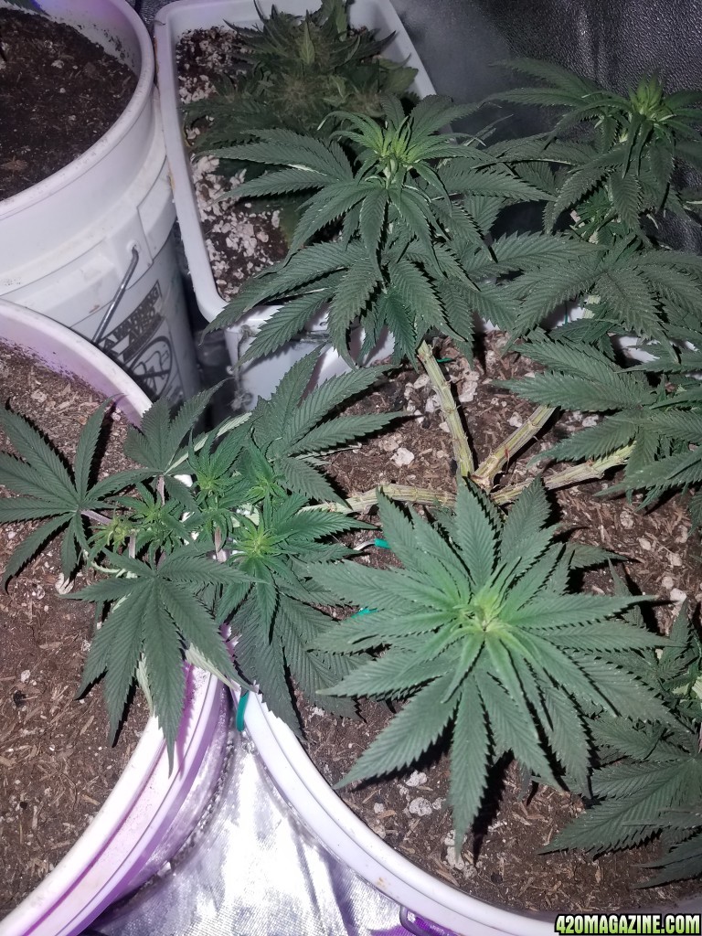 Organic early vixen fem (from cks)