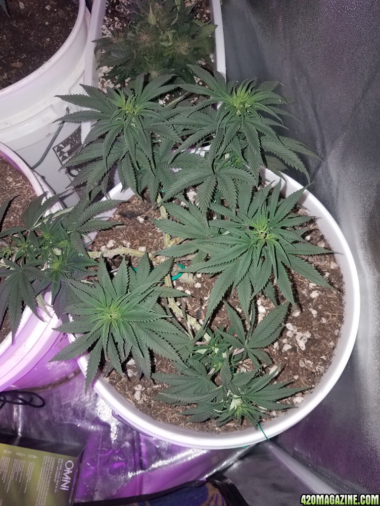 Organic early vixen fem (from cks)