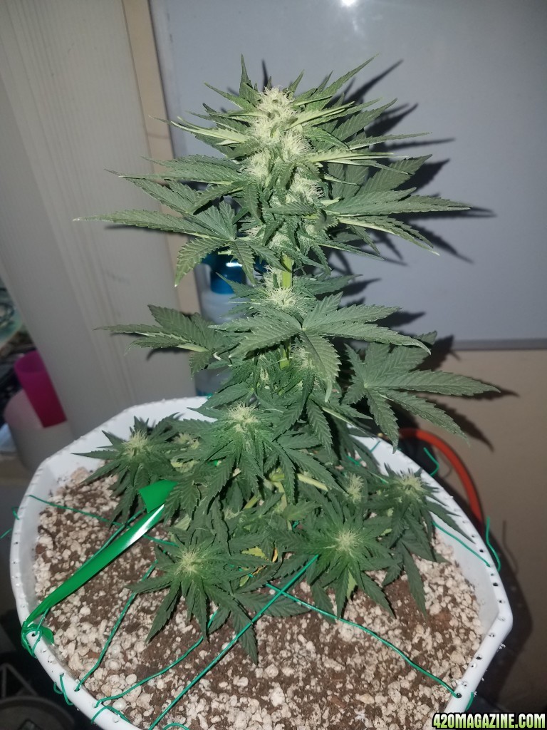 Organic electric fruit auto