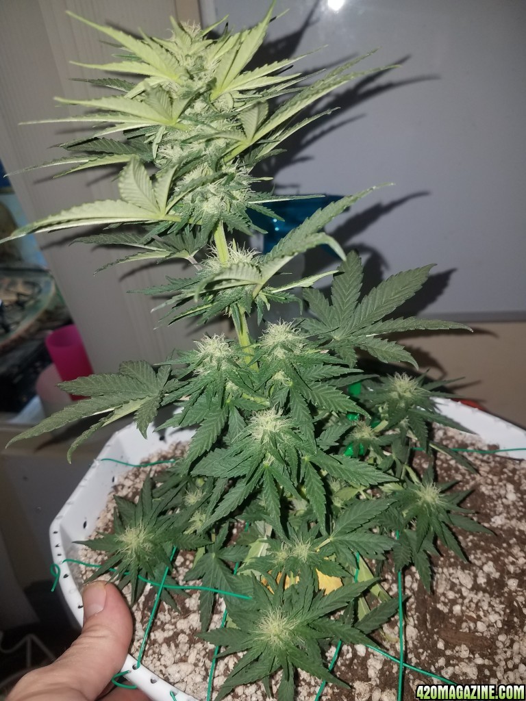 Organic electric fruit auto