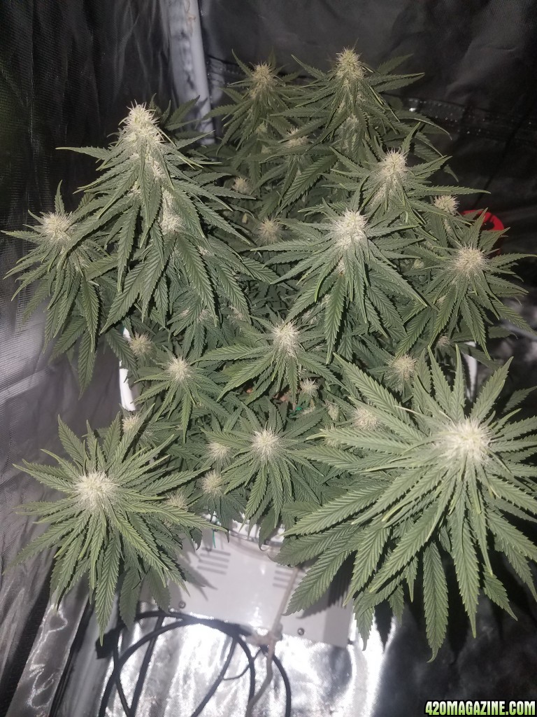 Organic ev36 days into flower