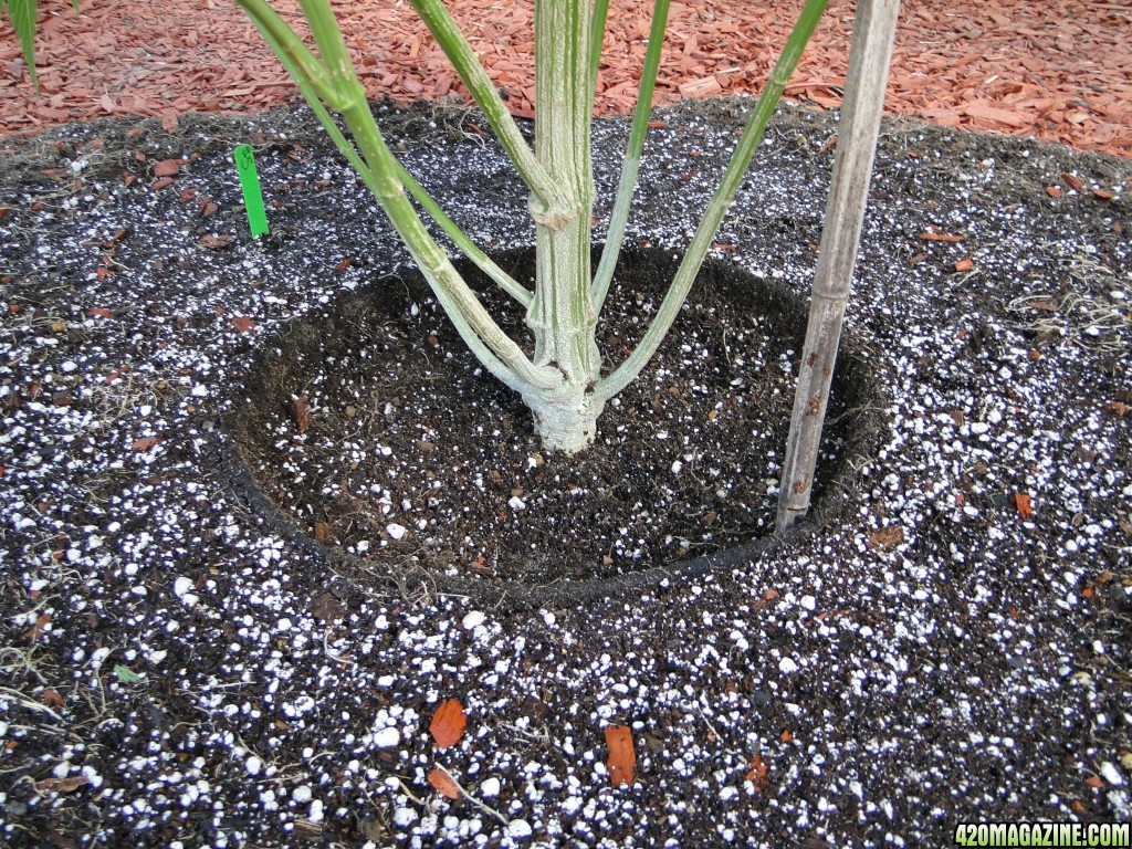 Organic G.D.P. x AK-47-Day 1 of Transplant-8/7/16