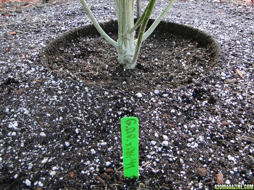 Organic G.D.P. x AK-47-Day 1 of Transplant-8/7/16