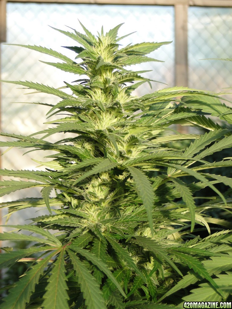 Organic G.D.P. x AK-47 in Flowering