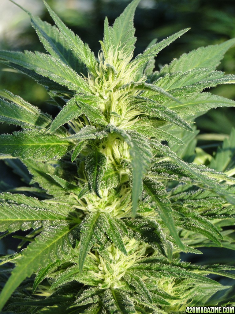 Organic G.D.P. x AK-47 in Flowering