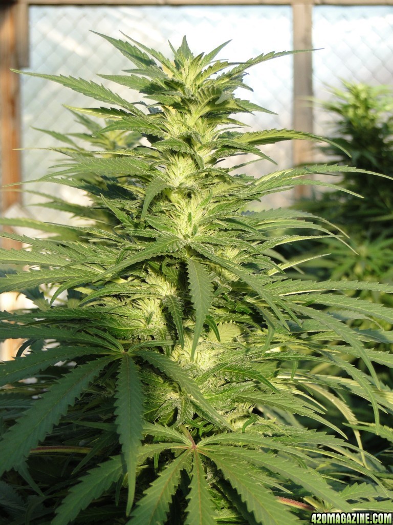 Organic G.D.P. x AK-47 in Flowering